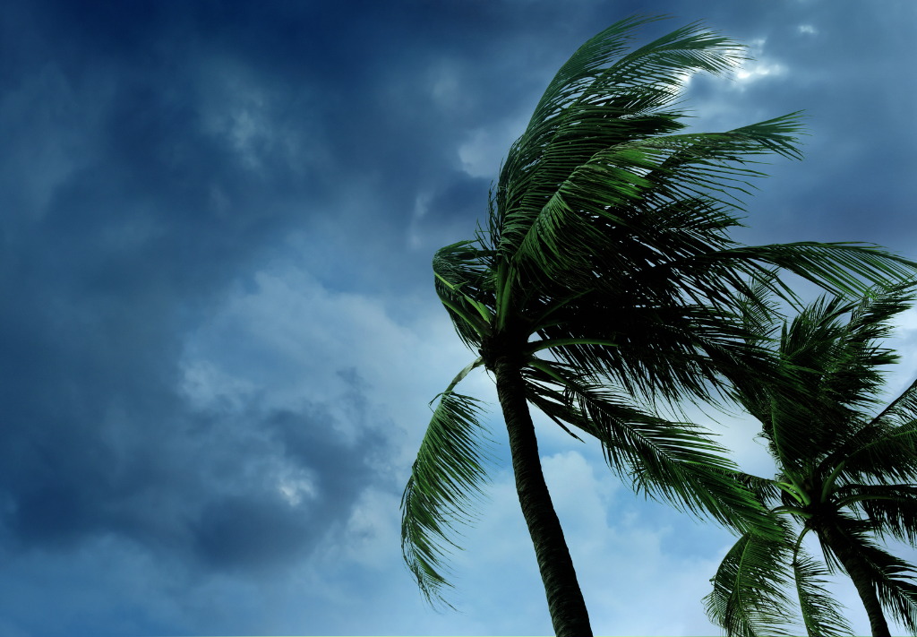 A stormy sky with palm trees